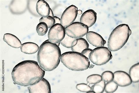Saccharomyces cerevisiae pod mikroskoppom