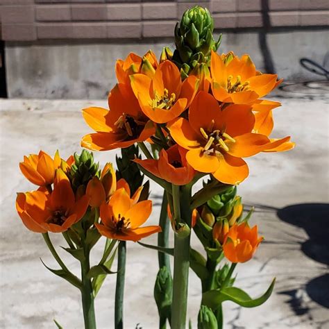 Ornithogalum dubium - slnečná hviezda