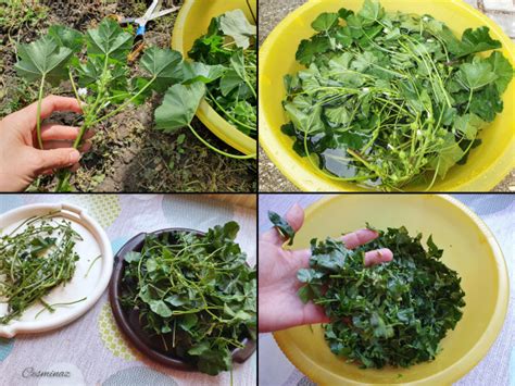 Recept na macerát zo slezu