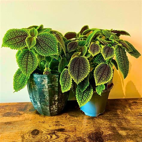 Pilea 'Moon Valley'
