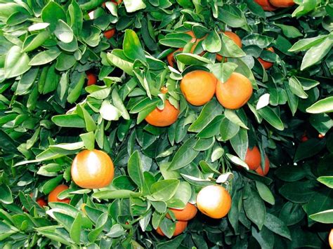 Ilustrácia: Citrusové plody a kvety