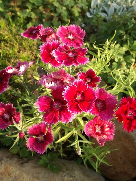 Kvitnúci klinček čínsky rôznych farieb