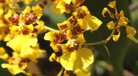 Rozdielne typy kvetov a pseudobulb orchidey Oncidium