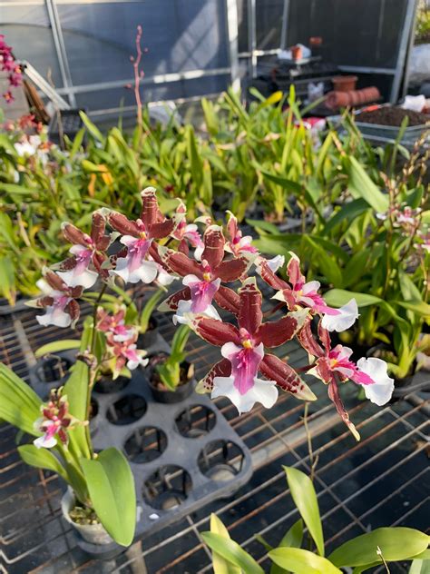 Schéma cyklu hnojenia orchideí Oncidium