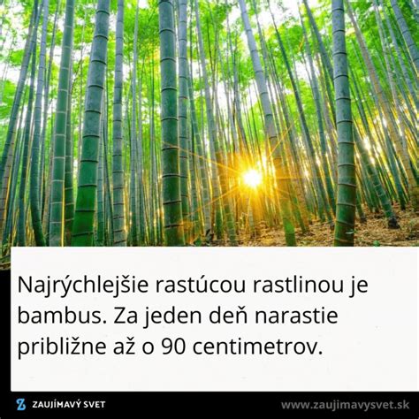 Schéma rýchleho rastu bambusu