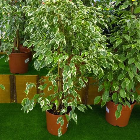 Odrody Ficus benjamina s panašovanými listami