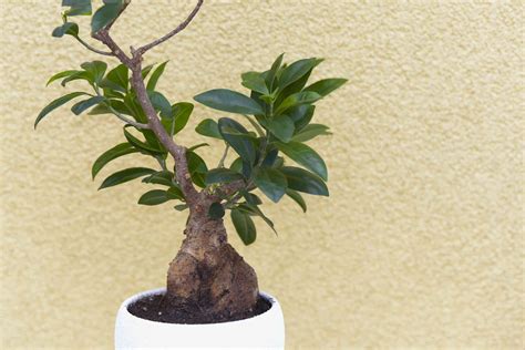 Starostlivosť o Ficus ginseng bonsai