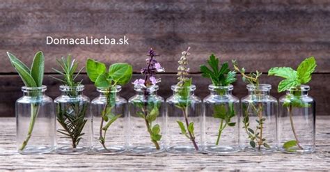 Odrezky byliniek zakoreňujúce vo vode