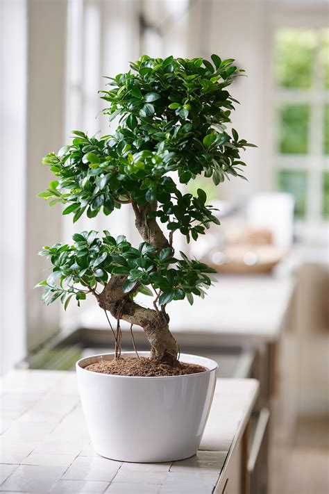 Umiestnenie Ficus Ginseng v interiéri s dostatkom nepriameho svetla