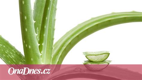 Zloženie aloe vera gélu a jeho účinky