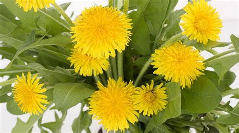 Kvet púpavy lekárskej