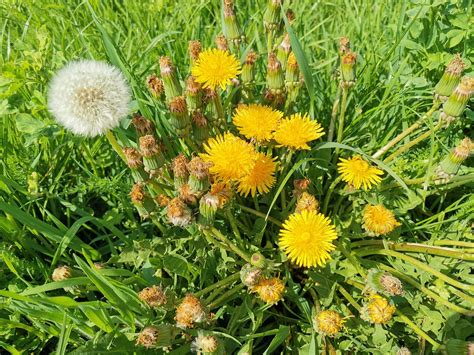 Štruktúra semena púpavy