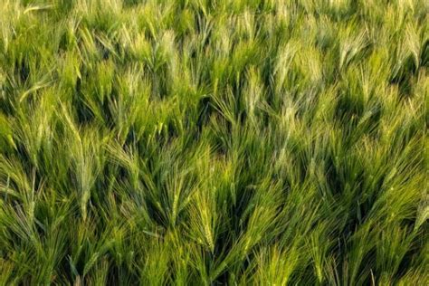 pestovanie zeleného jačmeňa na poli