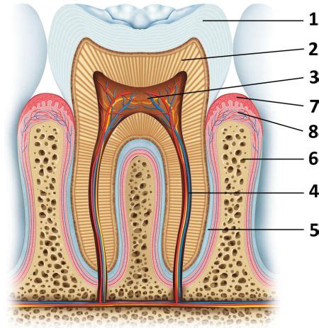 Štruktúra ďasna a zuba s plakom