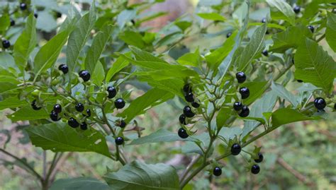 Ľuľkovec zlomocný v prirodzenom prostredí