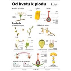 Ilustrácia kvetu a plodu ľuľkovca zlomocného