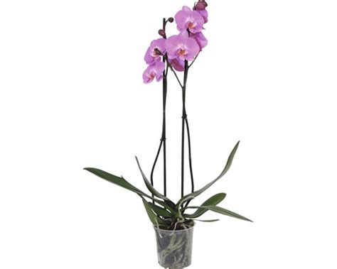 Orchidea s viditeľnými vzdušnými koreňmi v priehľadnom kvetináči