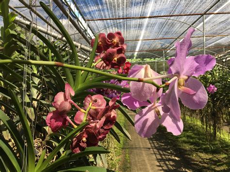 Orchidea s novými koreňovými výrastkami
