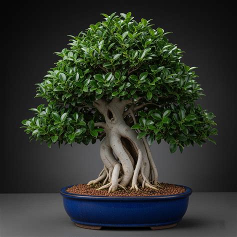 Rozdiel medzi Ficus retusa a Ficus microcarpa