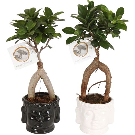 Ideálne umiestnenie Ficus Ginseng v interiéri