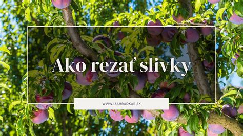 Schéma rezu enciánového stromčeka pre správne tvarovanie a kvitnutie