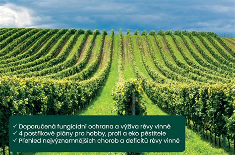 Fázy rastu viniča