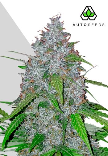 Fotografia White Widow pukov pokrytých živicou
