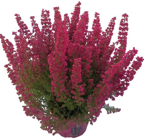 Vresovec vznešený (Erica Gracilis)