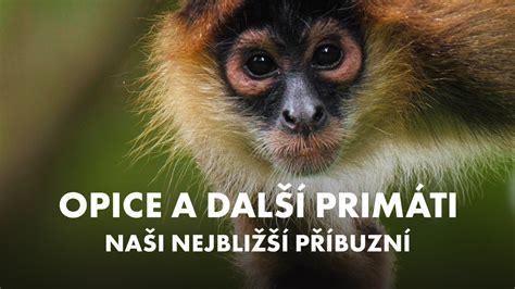 Orchidea v tvare opice