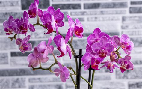 Schéma monopodiálneho a sympodiálneho rastu orchideí