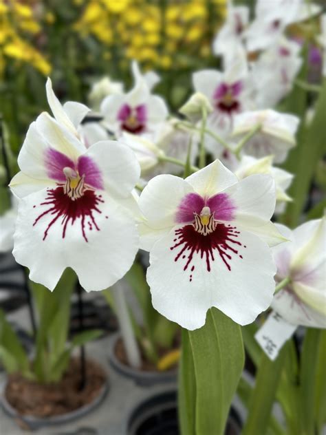 Kvet orchidey Miltoniopsis