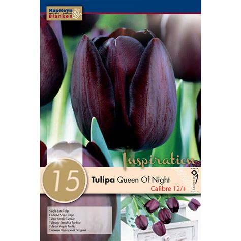 Tulipán 'Queen of Night' s tmavými, takmer čiernymi kvetmi