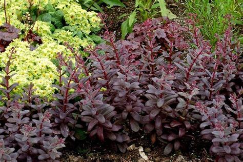 Petúnia s tmavými, takmer čiernymi kvetmi