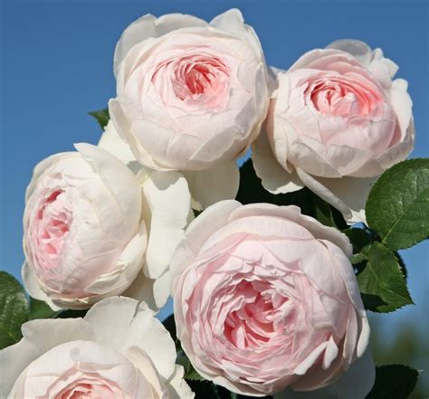 Záhonová ruža 'Herzogin Christiana' pripomínajúca pivóniu