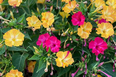 Nocovka jalapovitá s lievikovitými kvetmi