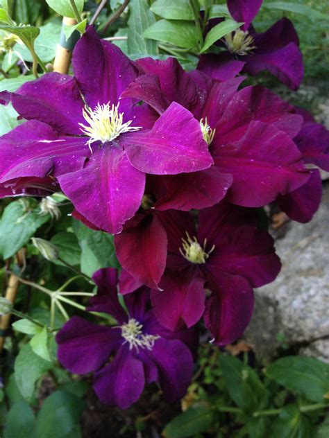 Plamienok 'President' s veľkými purpurovými kvetmi