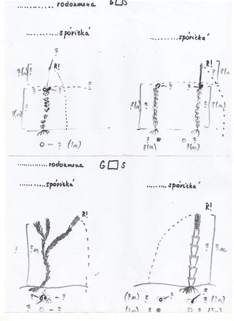 Schéma rodozmeny machorastu