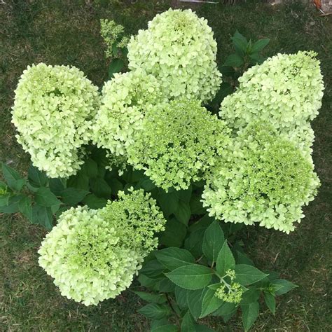 Hortenzia metlinatá
