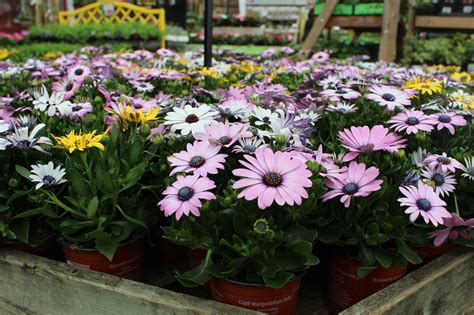Osteospermum v rôznych farbách a formách
