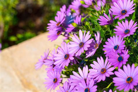 Bežné škodce Osteospermum a ako sa s nimi vysporiadať