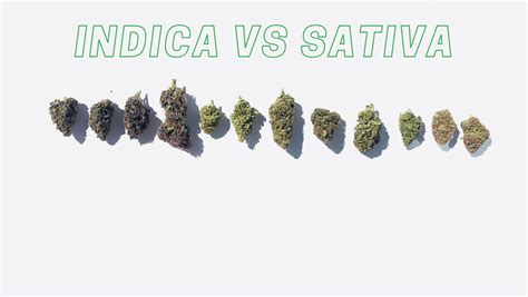 Rozdiel medzi listami Sativa a Indica