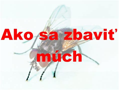Muchy ako kľúčoví opeľovači raflézie