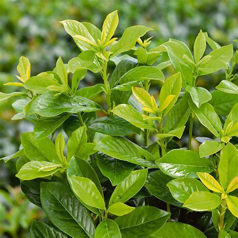 Vavrínovec lekársky Novita - listy