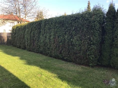 Rez živého plotu z vavrínovca