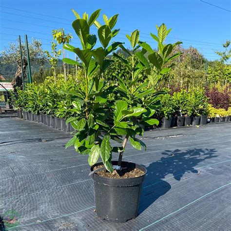 Vavrínovec lekársky Novita v záhrade