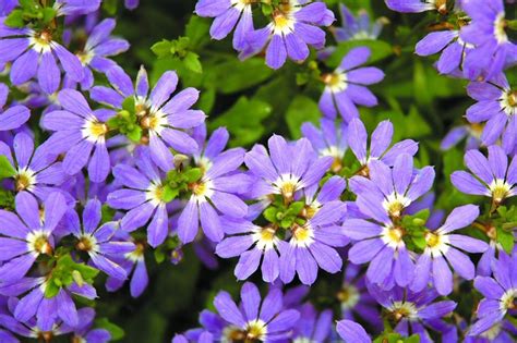Rôzne odrody Scaevola aemula