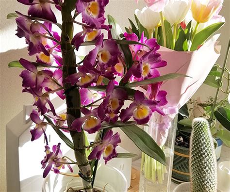 kvitnúca orchidea Dendrobium v interiéri