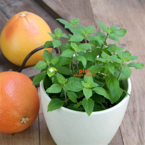 mäta pestovaná v kvetináči na terase