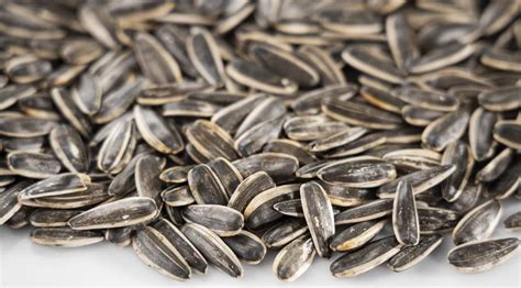 Slnečnicové semienka