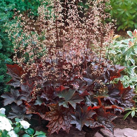 Heuchera 'Palace Purple'